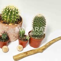 Natural Crafty Hanging Sticks